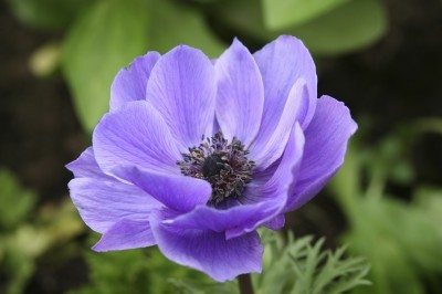 Flores de anémona: consejos para el cuidado de las plantas de anémona