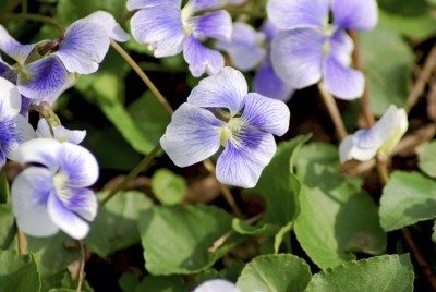 Tipos de plantas violetas: aprenda sobre las variedades de plantas violetas