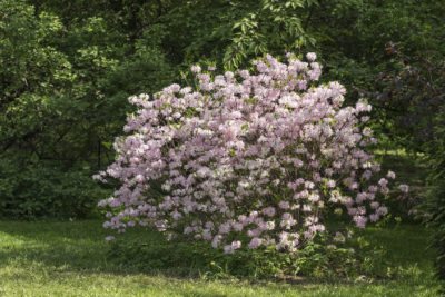 Rododendros para climas fríos: consejos para elegir rododendros de la Zona 4
