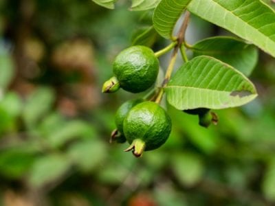 Árboles frutales tolerantes al calor: frutas que crecen en condiciones de  calor extremo