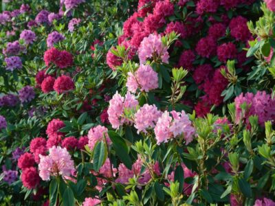 10 árboles de hoja perenne con hermosas flores - árboles de hoja perenne  para un color constante